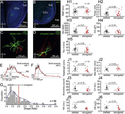 Intrinsic and Synaptic Dynamics Contribute to Adaptation in the Core of the Avian Central Nucleus of the Inferior Colliculus